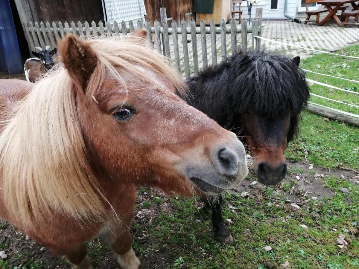 Urlaub An Der Grenze Leilighet Lauterbach  Eksteriør bilde