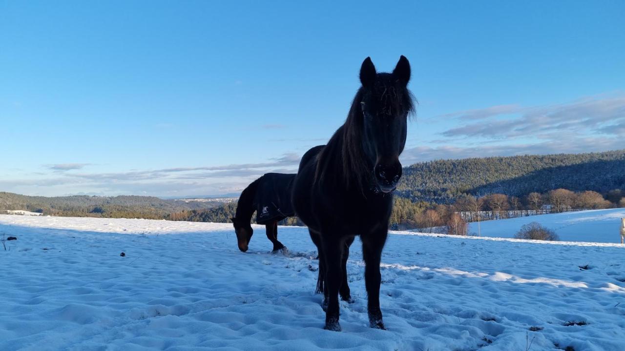 Urlaub An Der Grenze Leilighet Lauterbach  Eksteriør bilde